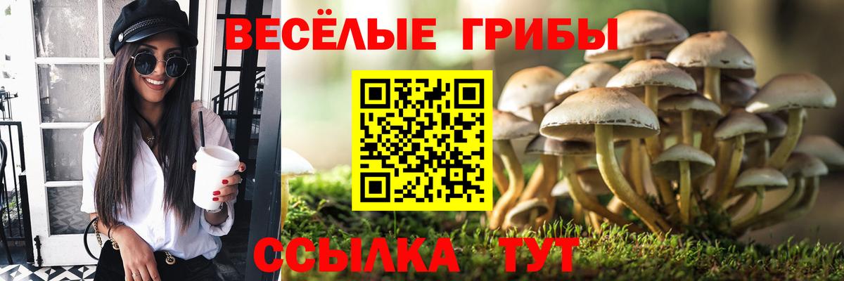 Псилоцибиновые грибы Psilocybe Ржев